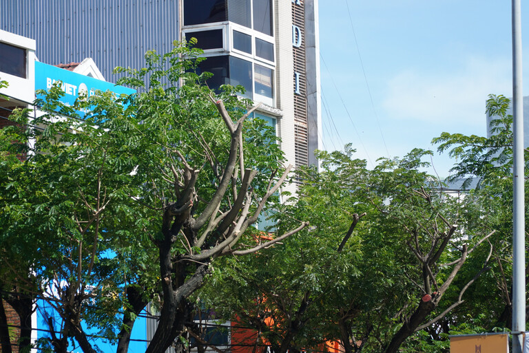 dich-vu-cat-tia-cay-xanh-do-thi-02