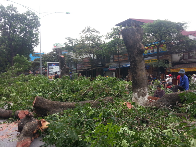 Cây sau khi cắt tỉa sẽ được dọn dẹp sạch sẽ