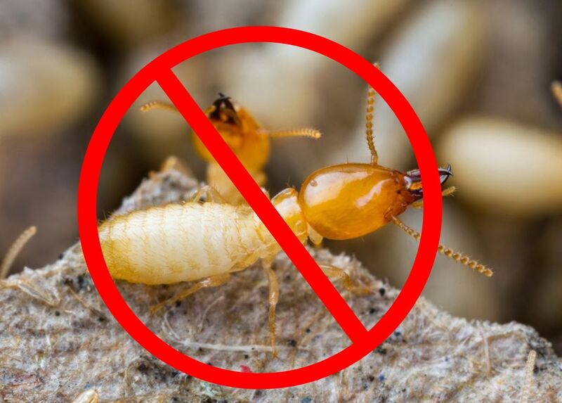 Diệt mối bằng phương pháp sinh học là gì? Làm sao để hiệu quả 1 Cùng Pest Kill 247 tìm hiểu phương pháp diệt mối sinh học