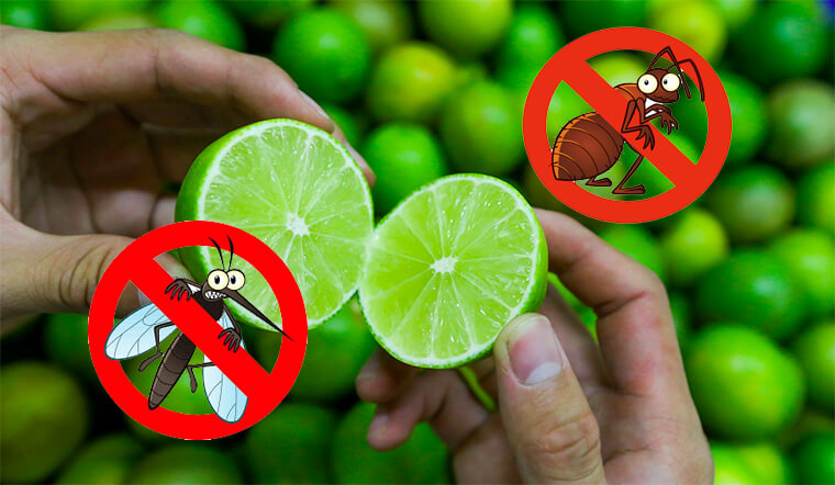 Đuổi gián bằng chanh có hiệu quả không? Cách làm như thế nào? 1 Tìm hiểu cách đuổi gián bằng chanh