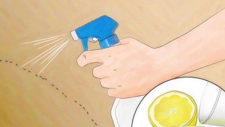 Đuổi gián bằng chanh có hiệu quả không? Cách làm như thế nào? 4 Pha nước chanh xịt đuổi gián