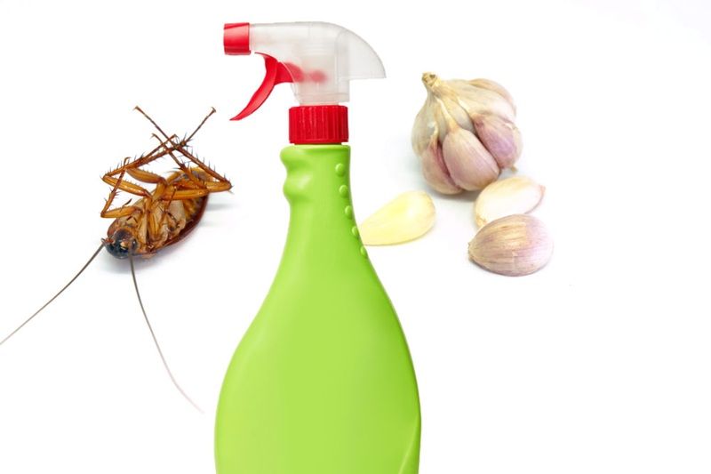 Cách đuổi gián bằng tỏi có hiệu quả không? Hướng dẫn cách làm 3 duoi-gian-bang-toi-05