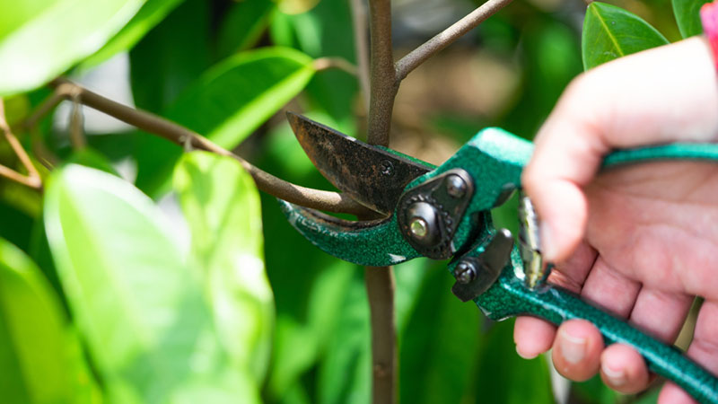 thoi-diem-cat-tia-cay-01