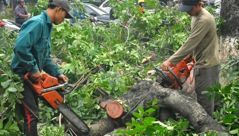 Nên cắt tỉa cây vào lúc nào? Thời điểm vàng giúp cây phát triển khoẻ mạnh 4 Mỗi 1 loại cây sẽ có thời điểm cắt phù hợp