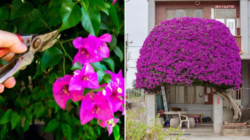 Nên cắt tỉa cây vào lúc nào? Thời điểm vàng giúp cây phát triển khoẻ mạnh 3 thoi-diem-cat-tia-cay-04