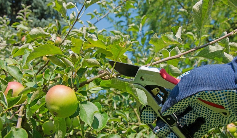 Nên cắt tỉa cây vào lúc nào? Thời điểm vàng giúp cây phát triển khoẻ mạnh 5 Cắt tỉa cây vừa phải, phù hợp