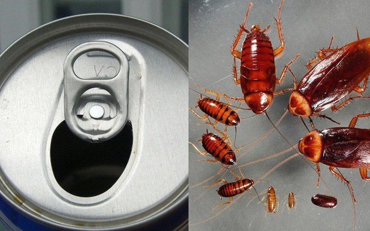 Bẫy gián bằng bia hoặc đường đều mang lại hiệu quả