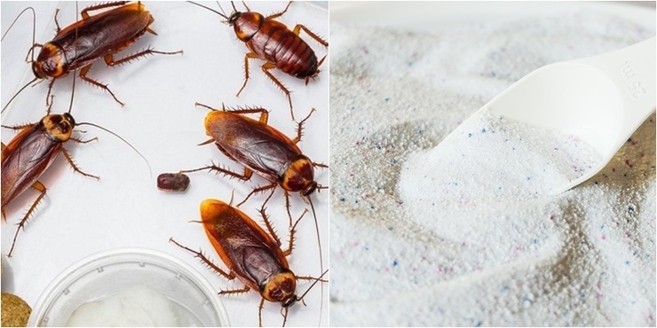 Bột giặt là nguyên liệu diệt gián hiệu quả mà gia đình nào cũng sẵn có