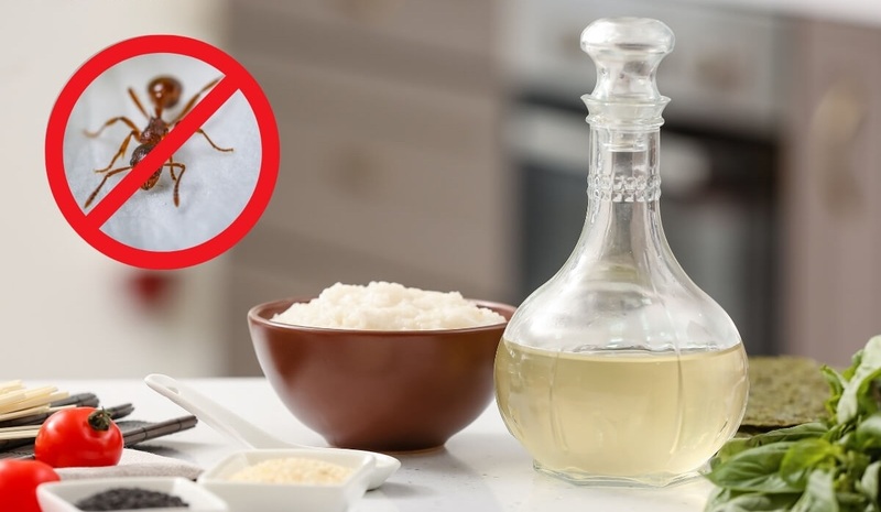 10 cách diệt kiến, đuổi kiến ra khỏi nhà nhanh, hiệu quả 3 cach-diet-kien-02