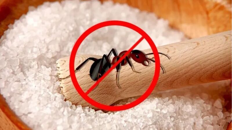 10 cách diệt kiến, đuổi kiến ra khỏi nhà nhanh, hiệu quả 4 Backing soda có hiệu quả tốt trong việc đuổi kiến