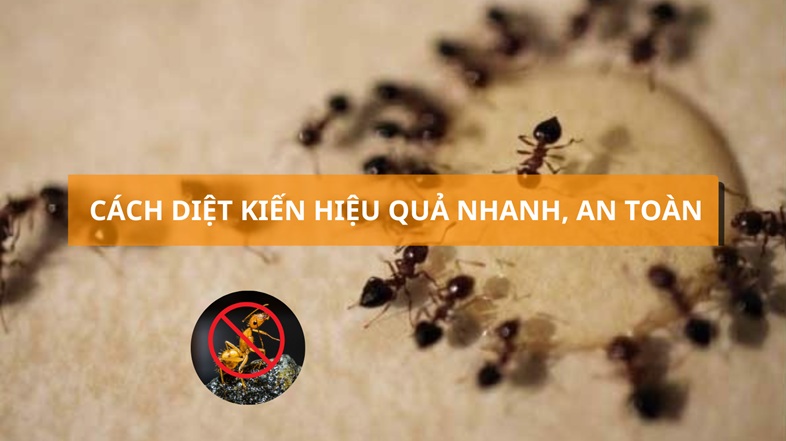 10 cách diệt kiến, đuổi kiến ra khỏi nhà nhanh, hiệu quả 1 cach-diet-kien-06