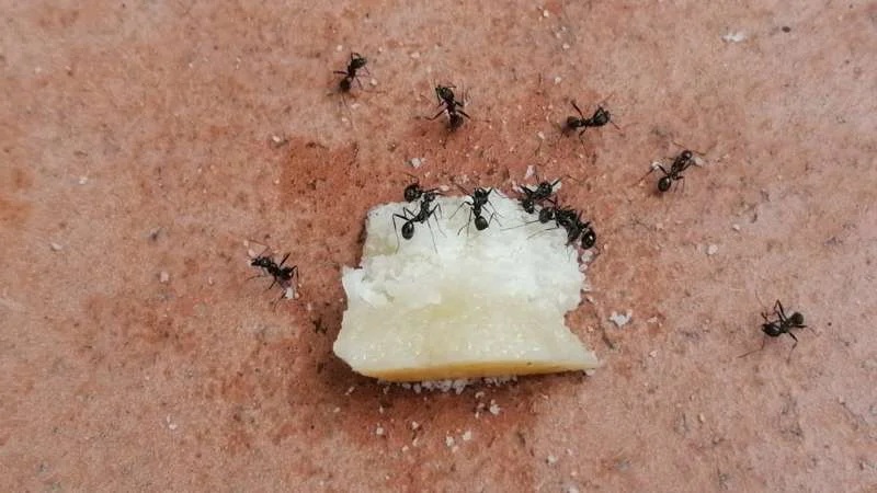 cach-diet-kien-den-01