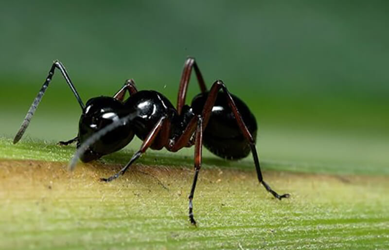 cach-diet-kien-den-02