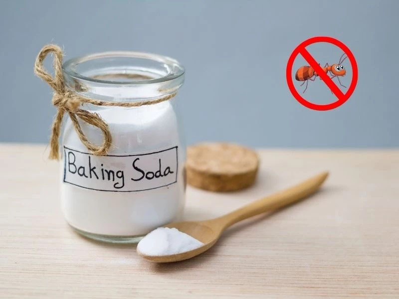 cach-diet-kien-den-04