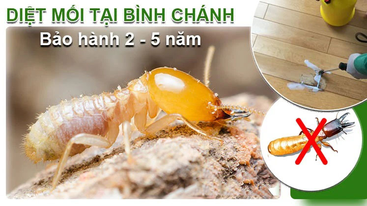 dich-vu-diet-moi-binh-chanh-01