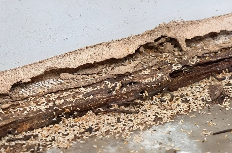 Xác định vị trí tổ mối là việc quan trọng nếu muốn diệt mối tận gốc