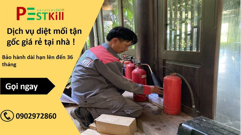 Pest Kill 247 mang tới giải pháp diệt mối quận Tân Bình toàn diện