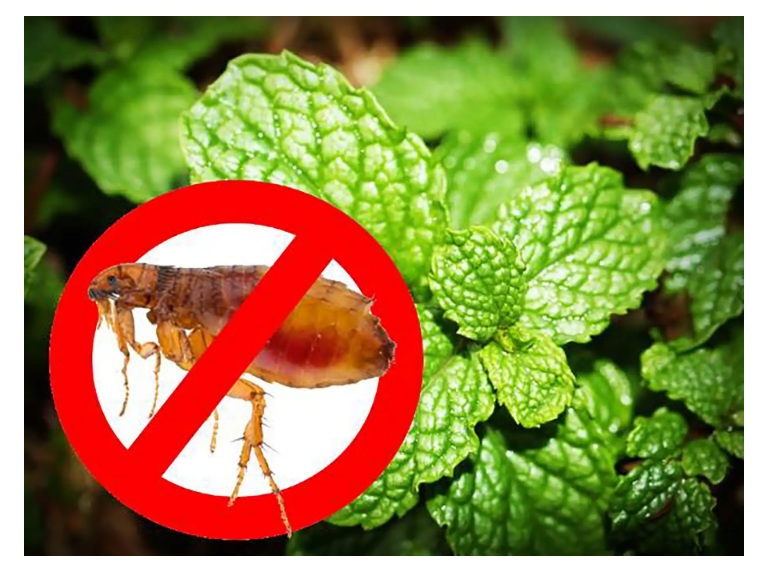 diet-gian-phong-tro-02