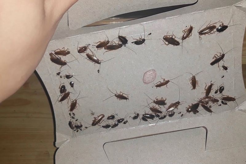 diet-gian-phong-tro-04