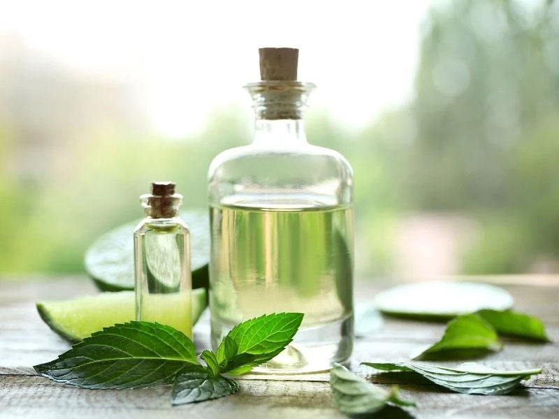 Dùng tinh dầu để đuổi gián trong phòng trọ