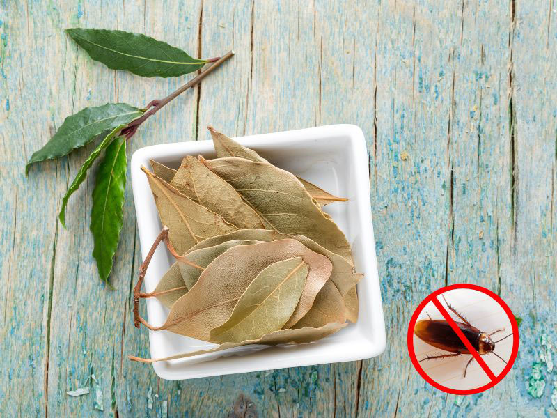 Lá nguyệt quế có tác dụng đuổi gián ra khỏi phòng ngủ rất hiệu quả