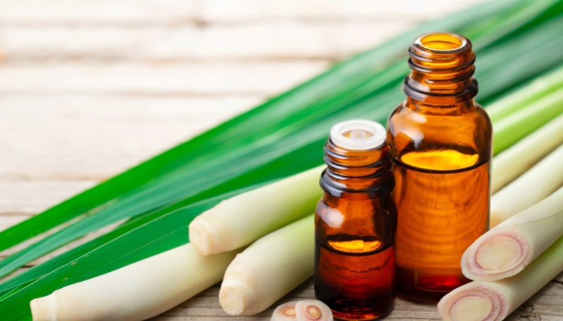 Tinh dầu có tác dụng hiệu quả trong việc đuổi gián cũng như các loại côn trùng khác