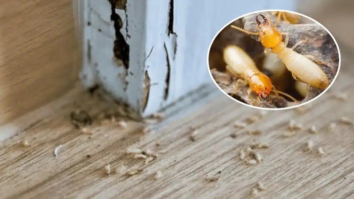 Cánh mối rụng, đồ gỗ ọp ẹp là một trong những dấu hiện nhận biết mối phổ biến