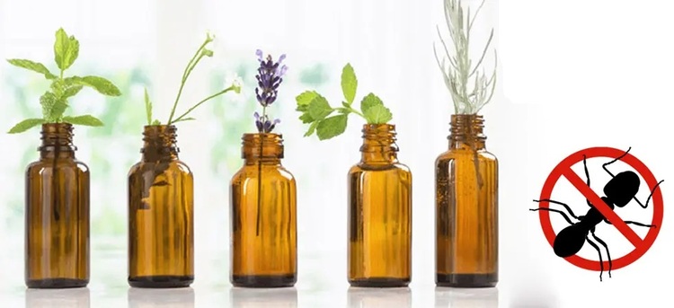 Tinh dầu có tác dụng đuổi kiến hôi hiệu quả
