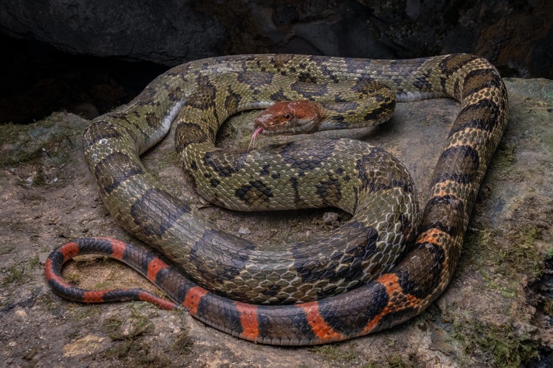 Loài rắn sợ gì nhất? Những thứ khiến rắn “chạy mất dép” mà bạn nên biết! 2 Rắn sợ môi trường khô ráo, ánh sáng mạnh