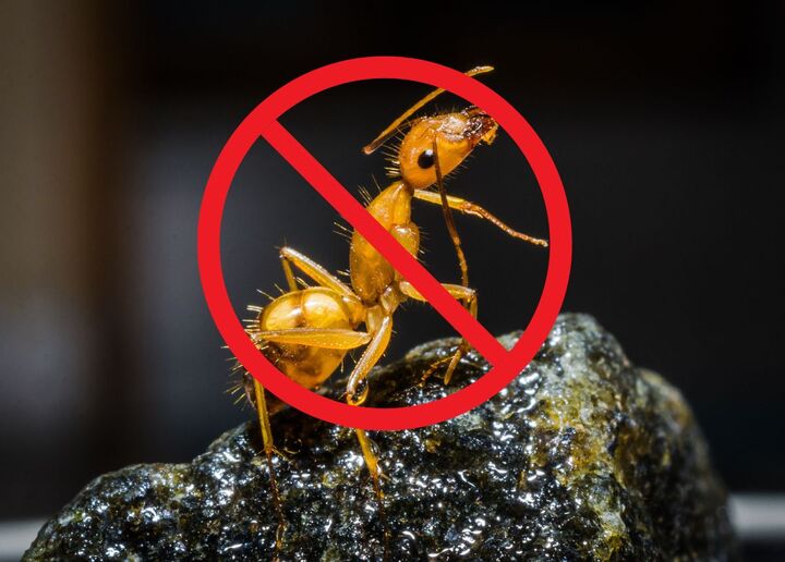 cách diệt kiến lửa