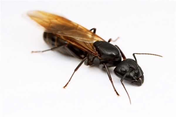 cach-duoi-kien-canh-01