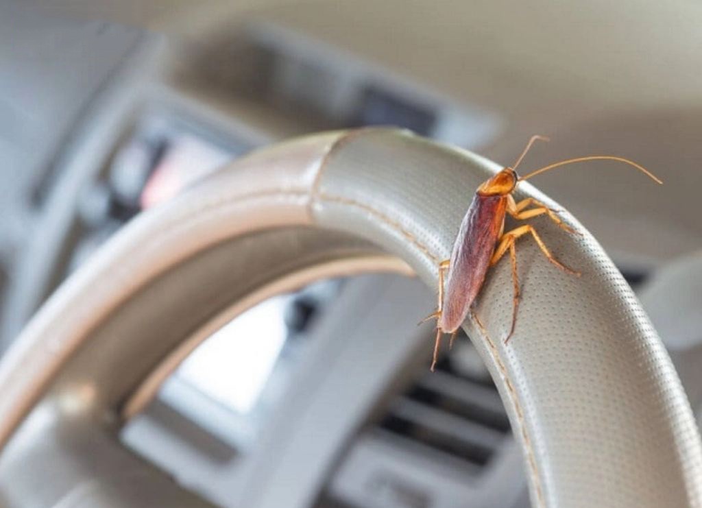 Cách diệt gián trong xe hơi