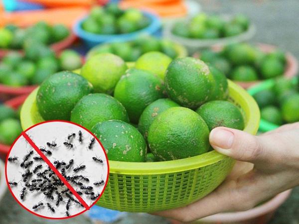 duoi-kien-bang-chanh-01