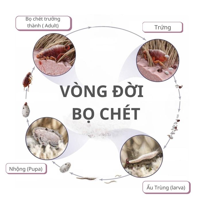 bo-chet-sinh-san-nhu-the-nao-01