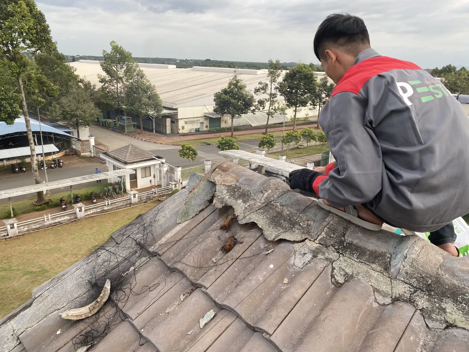 Thi công lưới ngăn chim và dơi trên mái tôn nhà xưởng công nghiệp