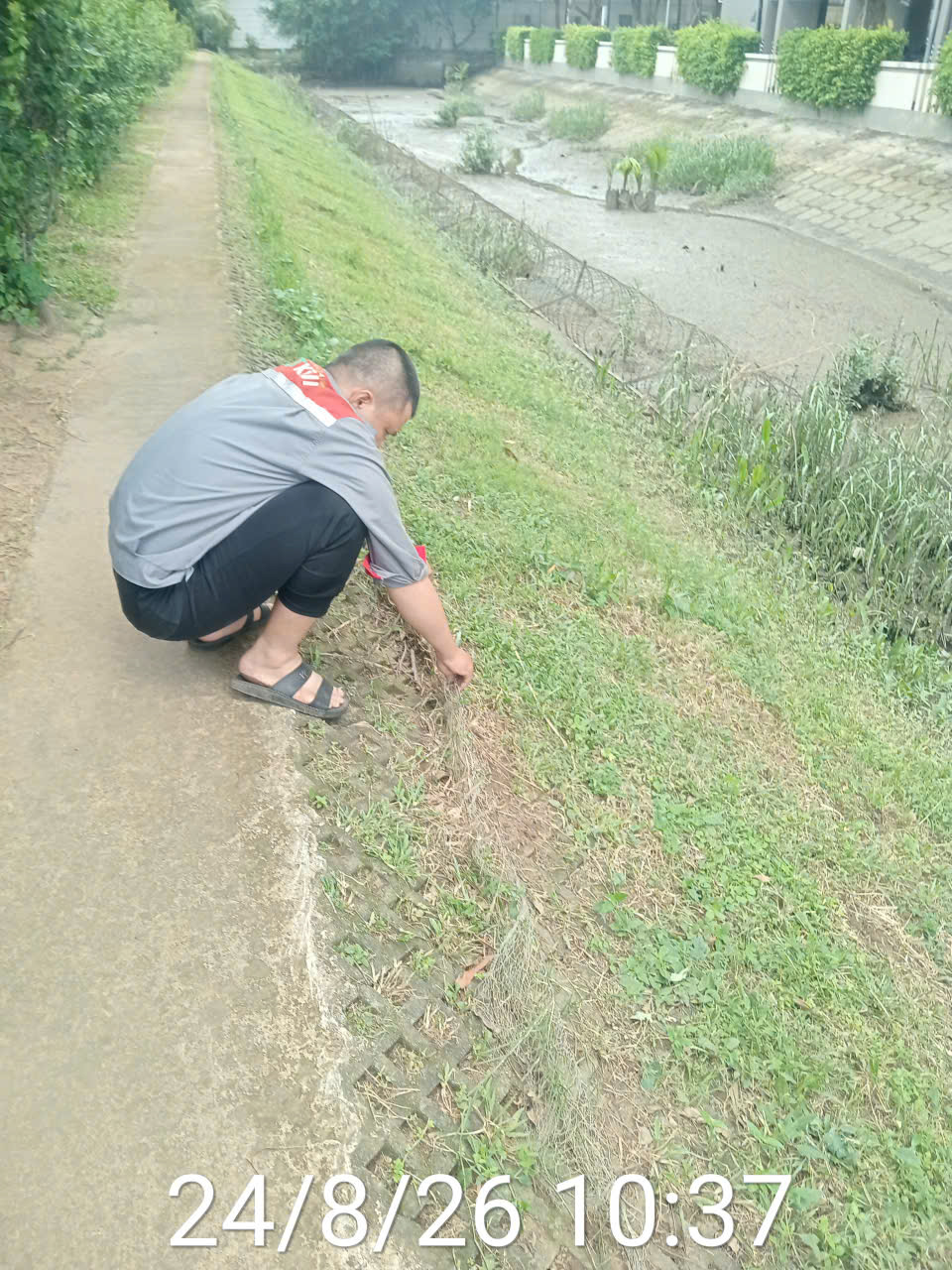 Rắn hổ mang chúa được bắt sống an toàn và đưa vào thùng vận chuyển chuyên dụng