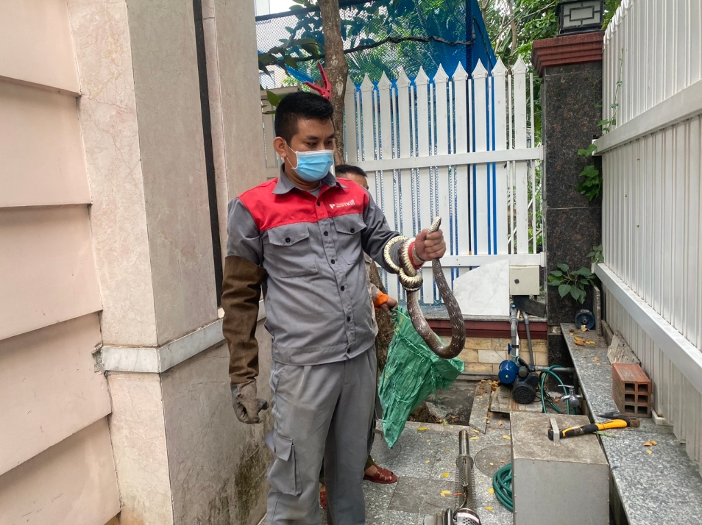 Kỹ thuật viên Pest Kill 247 mang găng tay da chuyên dụng khống chế an toàn cá thể rắn lớn tại nhà phố