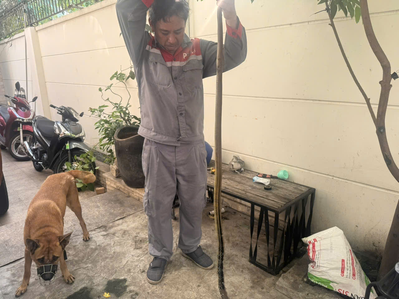 Kỹ thuật viên Pest Kill 247 rải hạt sinh học Snake Out tạo vành đai xua đuổi rắn quanh biệt thự Thảo Điền