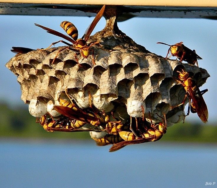 Tổ ong giấy Polistes hình chiếc ô ngược bám dưới mép xà kim loại ban công