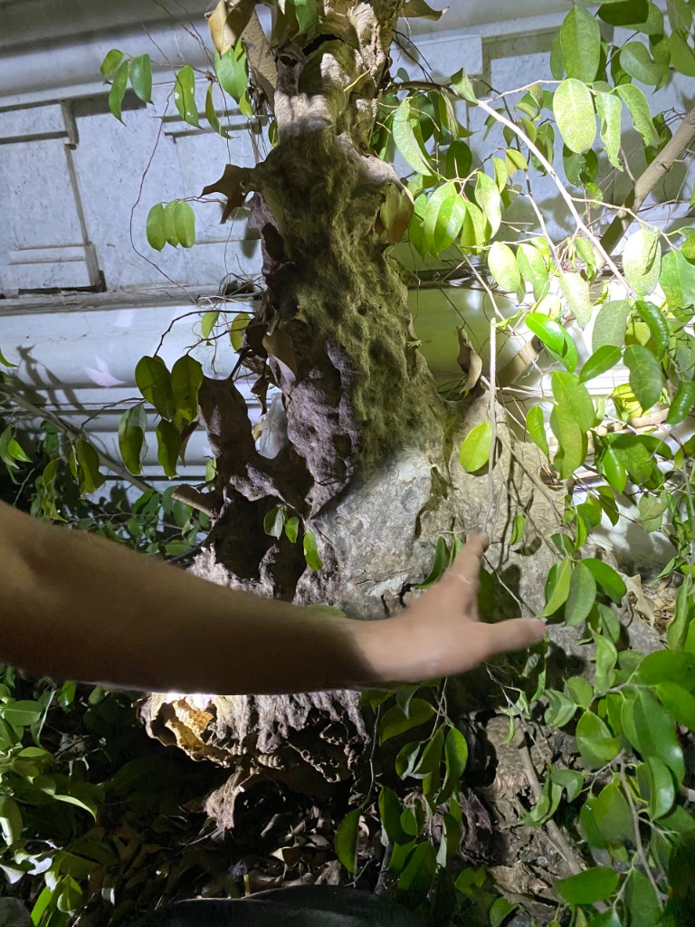 Cận cảnh tổ ong vò vẽ khổng lồ cao hơn 1 mét trên cây cảnh bonsai biệt thự