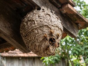 Tổ ong vò vẽ hoa văn hình quả dừa kịch độc trên mái hiên
