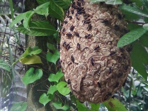 Tổ ong vò vẽ hình quả xoan vân gỗ bám trên thân cây sân vườn